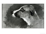 Head of a Dog with Short Ears  1879