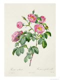 Rosa Mollissima  from Les Roses by Claude Antoine Thory