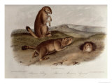 Prairie Dog from Quadrupeds of North America  1842-5