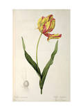 Tulipa Gesneriana Dracontia  from Les Liliacees  1816