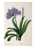Agapanthus Umbrellatus  from Les Liliacees