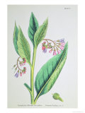 Common Comfrey  Plate Mcxvi  c1800