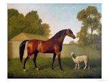 Dungannon  the Property of Colonel O'Kelly  Painted in a Paddock with a Sheep  1793