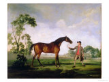 The Duke of Ancaster's Bay Stallion "Spectator"  Held by a Groom  c1762-5