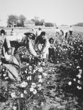 Black Cotton Pickers  c1900
