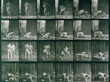 Two Men Wrestling  Plate 346 from Animal Locomotion  1887