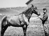 Comanche  Captain Keogh's Mount  the Only Survivor of Custer's Last Stand  25th June 1876