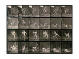 Two Men Wrestling  Plate 348 from Animal Locomotion  1887