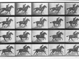 Galloping Horse  Plate 628 from Animal Locomotion  1887