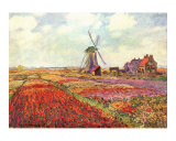 Tulips in Holland