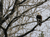 A Bald Eagle Takes a Break in a Tree Overlooking the Pentagon