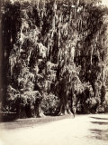 A Man Strolls Amidst the Majestic Trees of Chapultepec Park  Mexico