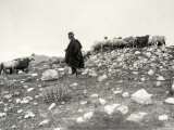 An Eleusian Shepherd a Flock of Sheep is in the Background