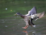 A Female Mallard Comes in for a Landing on the Chagrin River  Ohio  September 7  2006