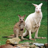 Mulali  Right  a Two-Year-Old Albino Grey Kangeroo Stands Next to Her Joey