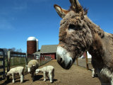 Bonnie the Guardian Donkey Keeps an Eye on Her Flock of Sheep