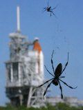 Spiders Hang from Their Web Near the Space Shuttle Atlantis