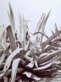 Mexican with Large Skin Container Tied to His Back is Climbing up a Huge Agave