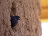 Pigeons Roost in the Prehistoric Hohokam Indian Structure