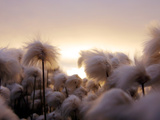 Cotton Grass Stands Tall in the Setting Sun in Kulusuk  Greenland