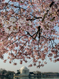 The Blossoms are Almost in Full Bloom on the Cherry Trees