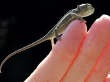 A New Born Veiled Chameleon Poses on the Hand of a Keeper