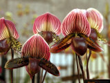 Orchids at the 25th New York International Orchid Show