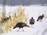 A Flock of Wild Turkey Pick Over a Corn Field in Williston  Vermont  Wednesday  March 5  2003