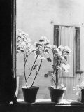 Signor Tito's Geraniums