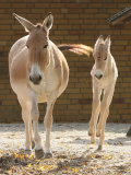 Asian Wild Donkey Jumps Beside of Its Mother