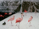 A Flock of Caribbean Flamingos Stand Together