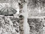 A Man with a Umbrella Walks by Snowy Trees During Heavy Snowfall