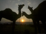 Camels at the Annual Cattle Fair in Pushkar  India  November 2  2006
