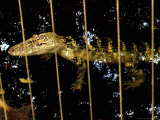 An Unusual White Alligator
