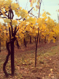 View of a Vineyard