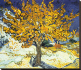 Mulberry Tree  c1889