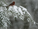 A Male Northern Cardinal Sits on a Pine Branch in Bainbridge Township  Ohio  January 24  2007