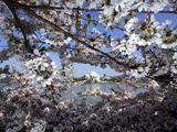 Cherry Blossoms Line the Tidal Basin