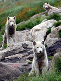 Sled Dogs Watch Over Kulusuk  Greenland