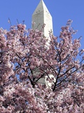The Blossoms are Almost in Full Bloom on the Cherry Trees at the Tidal Basin