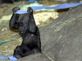 Kimani  an Endangered Female Western Lowland Gorilla