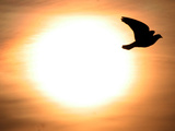 A Pigeon Flies at Sunrise Near the Bulgarian Black Sea Town of Varna
