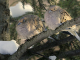 Two Mourning Doves Fluff up Their Feathers to Stay Warm