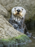 A Sea Otter Looks out from Behind a Rock