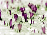 Crocus Blossoms Break Through the Snow Blanket