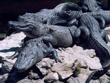 Alligators Bask in the Sun in Louisiana's Bayou Country