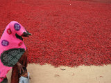 A Woman and Her Child Walks Past Drying Chilies