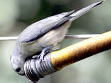 A Thirsty Tufted Titmouse Takes Advantage of a Dripping Garden Hose for an Afternoon Drink
