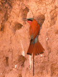Carmine Bee-Eater  Okavango Delta  Botswana