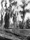 Cypress Trees Covered in Spanish Moss